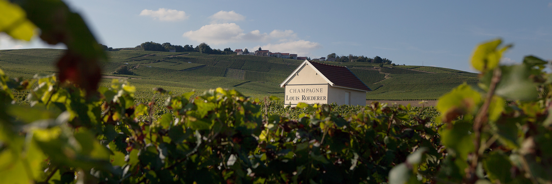 Champagne Louis Roederer Champagne Louis Roederer